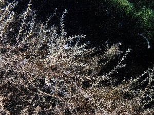  ( - HMSC174_01181)  @11 [ ] by-nc-sa  Unspecified Huntsman Marine Science Centre
