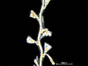  ( - HMSC174_02424)  @11 [ ] by-nc-sa  Unspecified Huntsman Marine Science Centre