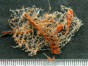  ( - HMSC174_02424)  @11 [ ] by-nc-sa  Unspecified Huntsman Marine Science Centre