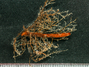  ( - HMSC174_02426)  @11 [ ] by-nc-sa  Unspecified Huntsman Marine Science Centre