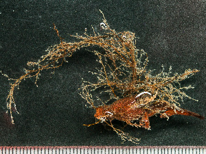  ( - HMSC174_02427)  @11 [ ] by-nc-sa  Unspecified Huntsman Marine Science Centre