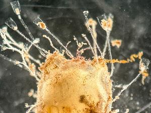  ( - HMSC174-03556)  @11 [ ] by-nc-sa  Unspecified Huntsman Marine Science Centre