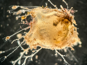  ( - HMSC174-03557)  @11 [ ] by-nc-sa  Unspecified Huntsman Marine Science Centre