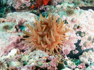  ( - 25INNU_104)  @11 [ ] CreativeCommons - Attribution Share-Alike (2025) Unspecified Huntsman Marine Science Centre