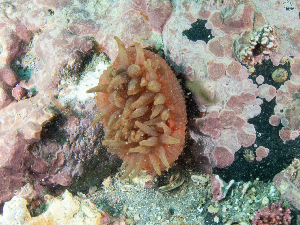  ( - 25INNU_104)  @11 [ ] CreativeCommons - Attribution Share-Alike (2025) Unspecified Huntsman Marine Science Centre