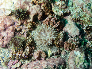  ( - 25INNU_105)  @11 [ ] CreativeCommons - Attribution Share-Alike (2025) Unspecified Huntsman Marine Science Centre