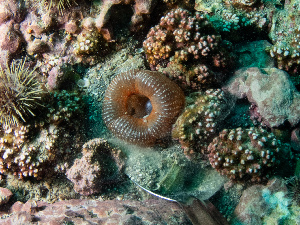  ( - 25INNU_105)  @11 [ ] CreativeCommons - Attribution Share-Alike (2025) Unspecified Huntsman Marine Science Centre