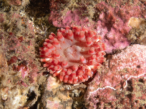  ( - 25INNU_52)  @11 [ ] CreativeCommons - Attribution Share-Alike (2025) Unspecified Huntsman Marine Science Centre
