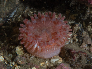  ( - 25INNU_62)  @11 [ ] CreativeCommons - Attribution Share-Alike (2025) Unspecified Huntsman Marine Science Centre