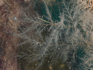  ( - GM2024_17)  @11 [ ] CreativeCommons - Attribution Share-Alike (2025) Unspecified Huntsman Marine Science Centre