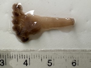  ( - GM2024_66)  @11 [ ] CreativeCommons - Attribution Share-Alike (2025) Unspecified Huntsman Marine Science Centre