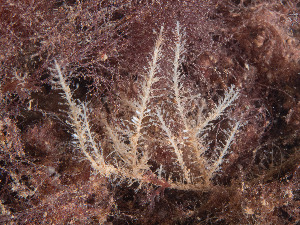  ( - GM2024_03)  @11 [ ] CreativeCommons - Attribution Share-Alike (2025) Unspecified Huntsman Marine Science Centre