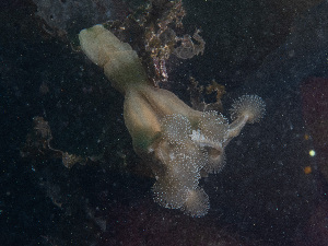  ( - GM2024_09)  @11 [ ] CreativeCommons - Attribution Share-Alike (2025) Unspecified Huntsman Marine Science Centre