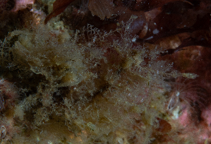  (Halecium muricatum - HMSC174-01453)  @11 [ ] CreativeCommons - Attribution Share-Alike (2024) Unspecified Huntsman Marine Science Centre