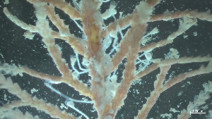  (Orthopyxis integra - HMSC174-01543B)  @11 [ ] CreativeCommons - Attribution Share-Alike (2025) Unspecified Huntsman Marine Science Centre