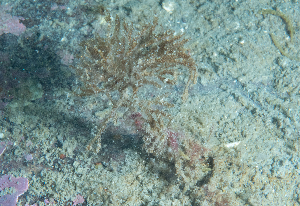  (Sertularia fabricii - HMSC174-01562)  @11 [ ] CreativeCommons - Attribution Share-Alike (2024) Unspecified Huntsman Marine Science Centre