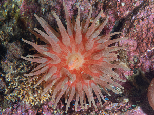  ( - HMSC174_02532)  @11 [ ] CreativeCommons - Attribution Share-Alike (2025) Unspecified Huntsman Marine Science Centre