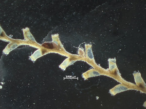  (Sertularella - HMSC174-03619)  @11 [ ] CreativeCommons - Attribution Share-Alike (2025) Unspecified Huntsman Marine Science Centre