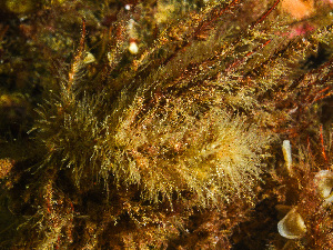  ( - HMSC174-00144)  @11 [ ] CreativeCommons - Attribution Non-Commercial Share-Alike (2023) Unspecified Huntsman Marine Science Centre