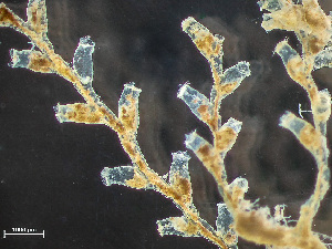  (Sertularella gigantea - HMSC174-00347)  @11 [ ] by-nc-sa  Unspecified Huntsman Marine Science Centre