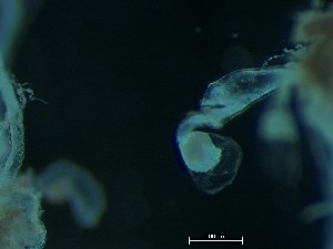  ( - HMSC174_01985)  @11 [ ] CreativeCommons - Attribution Share-Alike (2025) Unspecified Huntsman Marine Science Centre