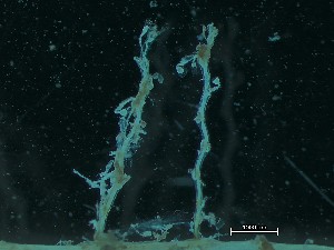  ( - HMSC174_01985)  @11 [ ] CreativeCommons - Attribution Share-Alike (2025) Unspecified Huntsman Marine Science Centre