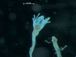  ( - HMSC174_01997)  @11 [ ] CreativeCommons - Attribution Share-Alike (2025) Unspecified Huntsman Marine Science Centre