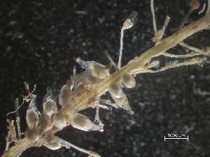  ( - HMSC174_03218)  @11 [ ] CreativeCommons - Attribution Share-Alike (2025) Unspecified Huntsman Marine Science Centre