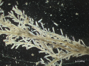  ( - HMSC174_02669)  @11 [ ] CreativeCommons - Attribution Share-Alike (2025) Unspecified Huntsman Marine Science Centre