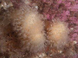  ( - Quoddy 168)  @11 [ ] CreativeCommons - Attribution Share-Alike (2025) Unspecified Huntsman Marine Science Centre