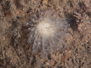  ( - Quoddy 188)  @11 [ ] CreativeCommons - Attribution Share-Alike (2025) Unspecified Huntsman Marine Science Centre