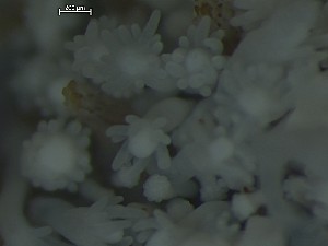  ( - Quoddy 369)  @11 [ ] CreativeCommons - Attribution Share-Alike (2025) Unspecified Huntsman Marine Science Centre