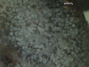  ( - Quoddy 369)  @11 [ ] CreativeCommons - Attribution Share-Alike (2025) Unspecified Huntsman Marine Science Centre