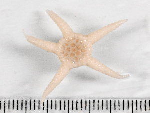  ( - HMSC174-01549)  @11 [ ] by-nc-sa  Unspecified Huntsman Marine Science Centre