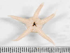  ( - HMSC174-01549)  @11 [ ] by-nc-sa  Unspecified Huntsman Marine Science Centre