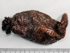  ( - HMSC174-01567)  @11 [ ] by-nc-sa  Unspecified Huntsman Marine Science Centre
