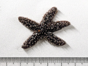  ( - HMSC174-01681)  @11 [ ] by-nc-sa  Unspecified Huntsman Marine Science Centre