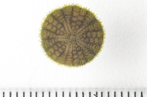  ( - HMSC174_02184)  @11 [ ] by-nc-sa  Unspecified Huntsman Marine Science Centre