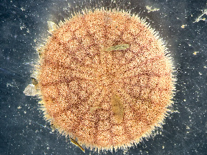  ( - HMSC174_02184)  @11 [ ] by-nc-sa  Unspecified Huntsman Marine Science Centre