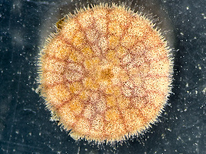  ( - HMSC174_02184)  @11 [ ] by-nc-sa  Unspecified Huntsman Marine Science Centre