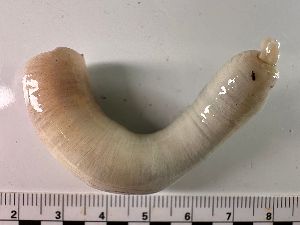  ( - 25INNU_103)  @11 [ ] CreativeCommons - Attribution Share-Alike (2025) Unspecified Huntsman Marine Science Centre