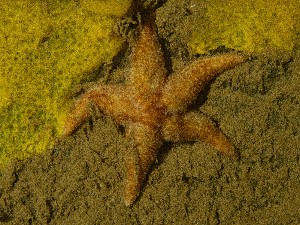  ( - 25INNU_12)  @11 [ ] CreativeCommons - Attribution Share-Alike (2025) Unspecified Huntsman Marine Science Centre