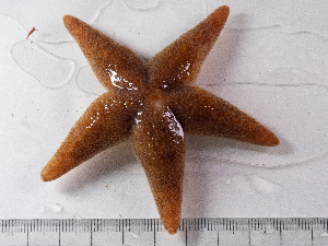  ( - 25INNU_27)  @11 [ ] CreativeCommons - Attribution Share-Alike (2025) Unspecified Huntsman Marine Science Centre