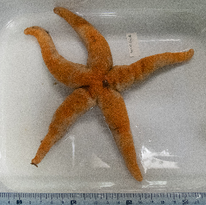  (Henricia perforata - HMSC174-01498)  @11 [ ] CreativeCommons - Attribution Share-Alike (2025) Unspecified Huntsman Marine Science Centre