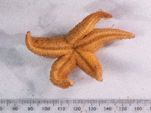  ( - HMSC174_02506)  @11 [ ] CreativeCommons - Attribution Share-Alike (2025) Unspecified Huntsman Marine Science Centre