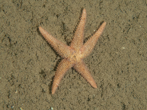  ( - HMSC174_02507)  @11 [ ] CreativeCommons - Attribution Share-Alike (2025) Unspecified Huntsman Marine Science Centre