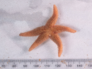  ( - HMSC174_02507)  @11 [ ] CreativeCommons - Attribution Share-Alike (2025) Unspecified Huntsman Marine Science Centre