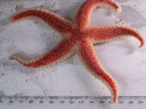  ( - HMSC174_02508)  @11 [ ] CreativeCommons - Attribution Share-Alike (2025) Unspecified Huntsman Marine Science Centre