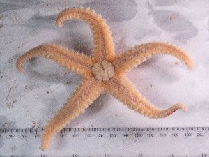  ( - HMSC174_02508)  @11 [ ] CreativeCommons - Attribution Share-Alike (2025) Unspecified Huntsman Marine Science Centre