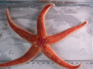  ( - HMSC174_02509)  @11 [ ] CreativeCommons - Attribution Share-Alike (2025) Unspecified Huntsman Marine Science Centre